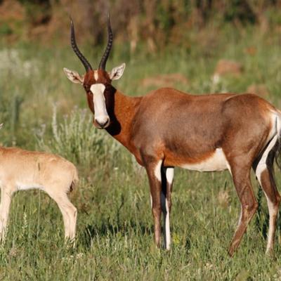 Blesbok01