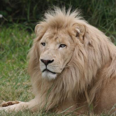 Lionpark 1 224