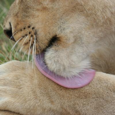 Lionpark 1 296