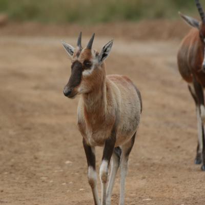 Lionpark 1 597