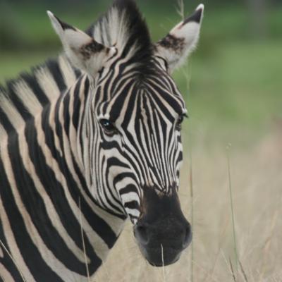 Lionpark 1 613